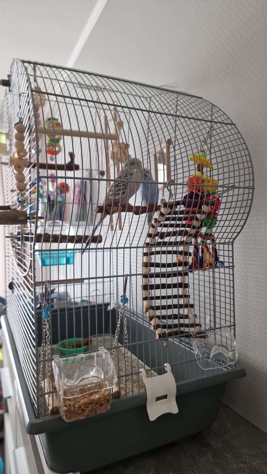 Haustiere der Kindertagespflege